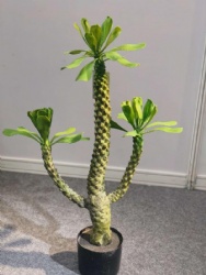 Euphorbia royleana Boiss/roylean Euphorbia/artificial tree